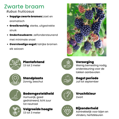Fruchtoase BIO Obstpflanzen Mix - Pflanzfix24