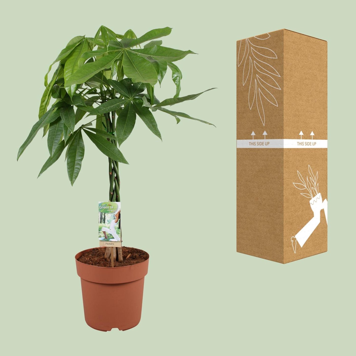 Pachira Aquatica - Ø21cm - ↕90cm bei Pflanzfix24.de - Pflanzfix24.de