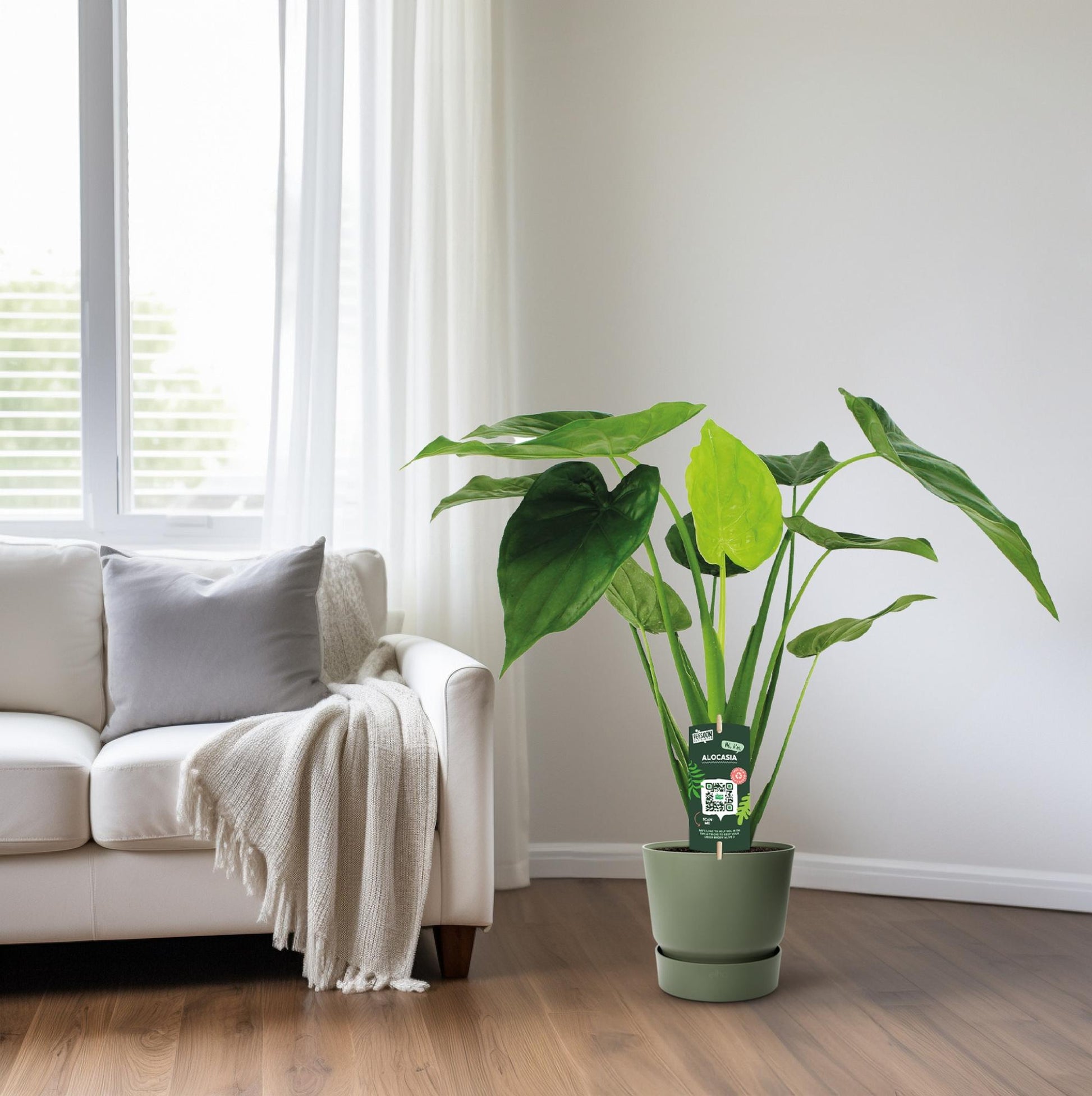 Alocasia Cucullata - Elefantenohr - Ø19cm - ↕55cm bei Pflanzfix24.de - Pflanzfix24.de