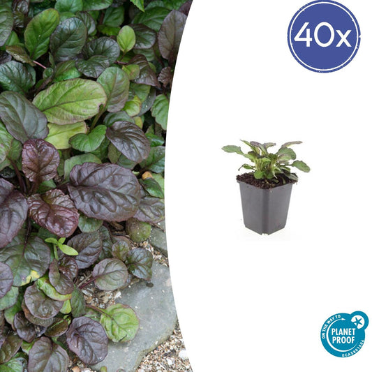 40x Ajuga reptans 'Catlin's Giant' - ↕10-25cm - Ø9cm bei Pflanzfix24
