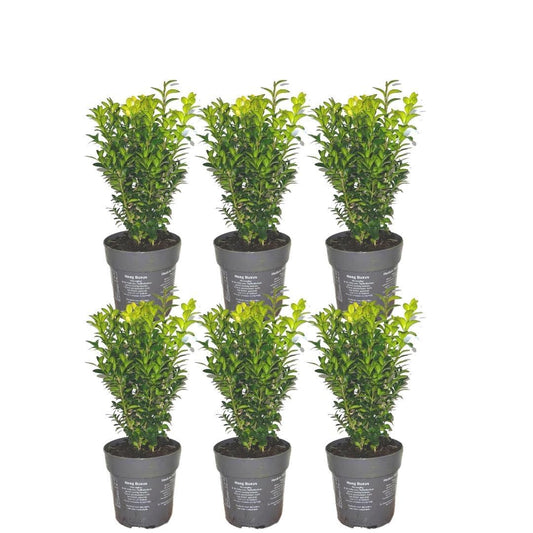 pflanzfix24 - 1 Meter Buxus Sempervirens Haag - Set von 6 Winterharten Heckenpflanzen