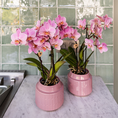 Kolibri Orchids | KOMBI-ANGEBOT mit 4 Phalaenopsis-Orchideen - Treviso - Topfgröße Ø9cm - Pflanzfix24