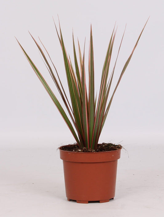 Dracaena Bicolor - Ø12cm - ↕30cm - Pflanzfix24