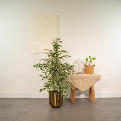 Ficus benjamina Twilight - Ø21cm - ↕95cm + Topf Mayk Gold - Pflanzfix24