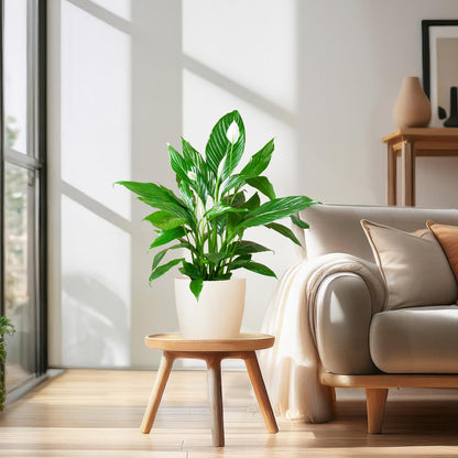 Spathiphyllum Sweet Lauretta 80 cm weiß – Pflanzfix24.de - Pflanzfix24.de