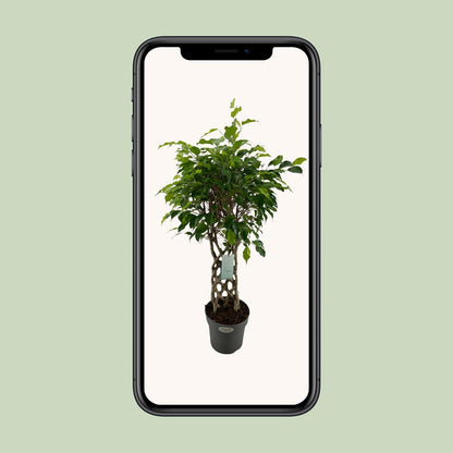 Ficus Benjamina Exotica matt - Ø24cm - ↕100cm - Pflanzfix24