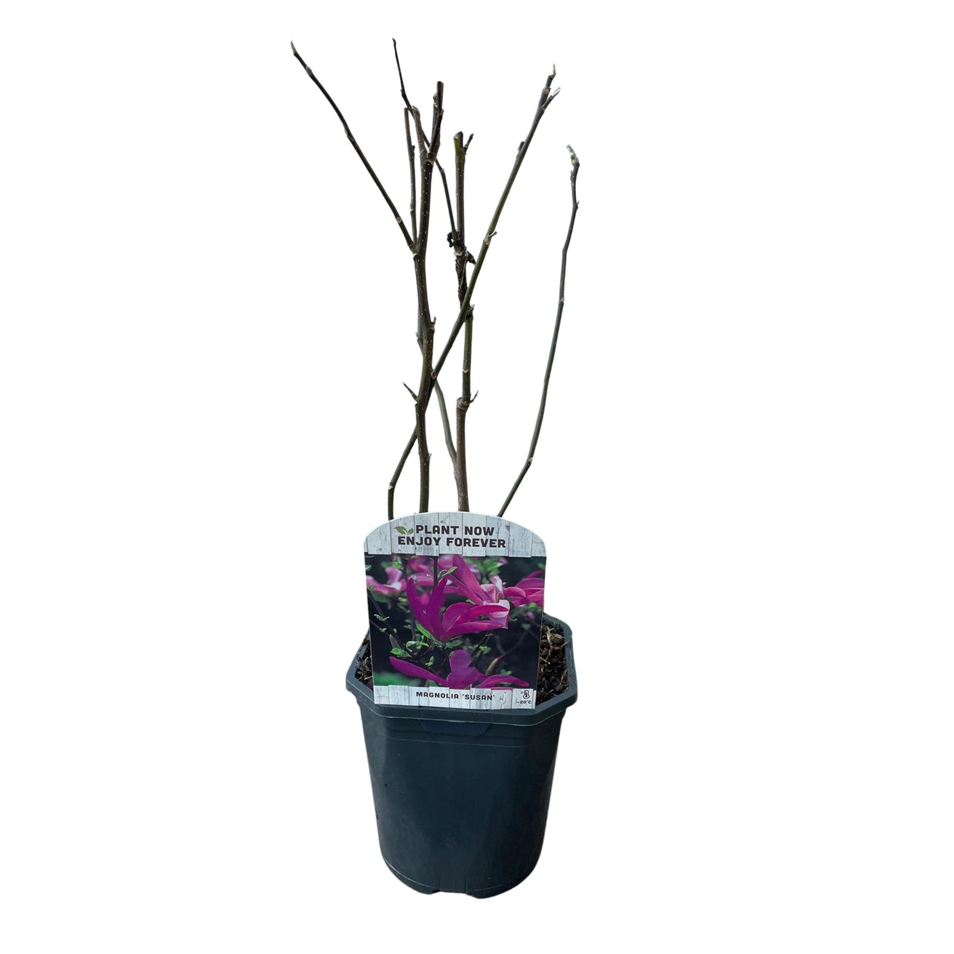 Pflanzfix24.de - Magnolia Susan - Blumen Dunkelrosa - 1 Pflanze - Topf 17cm - Pflanzfix24.de