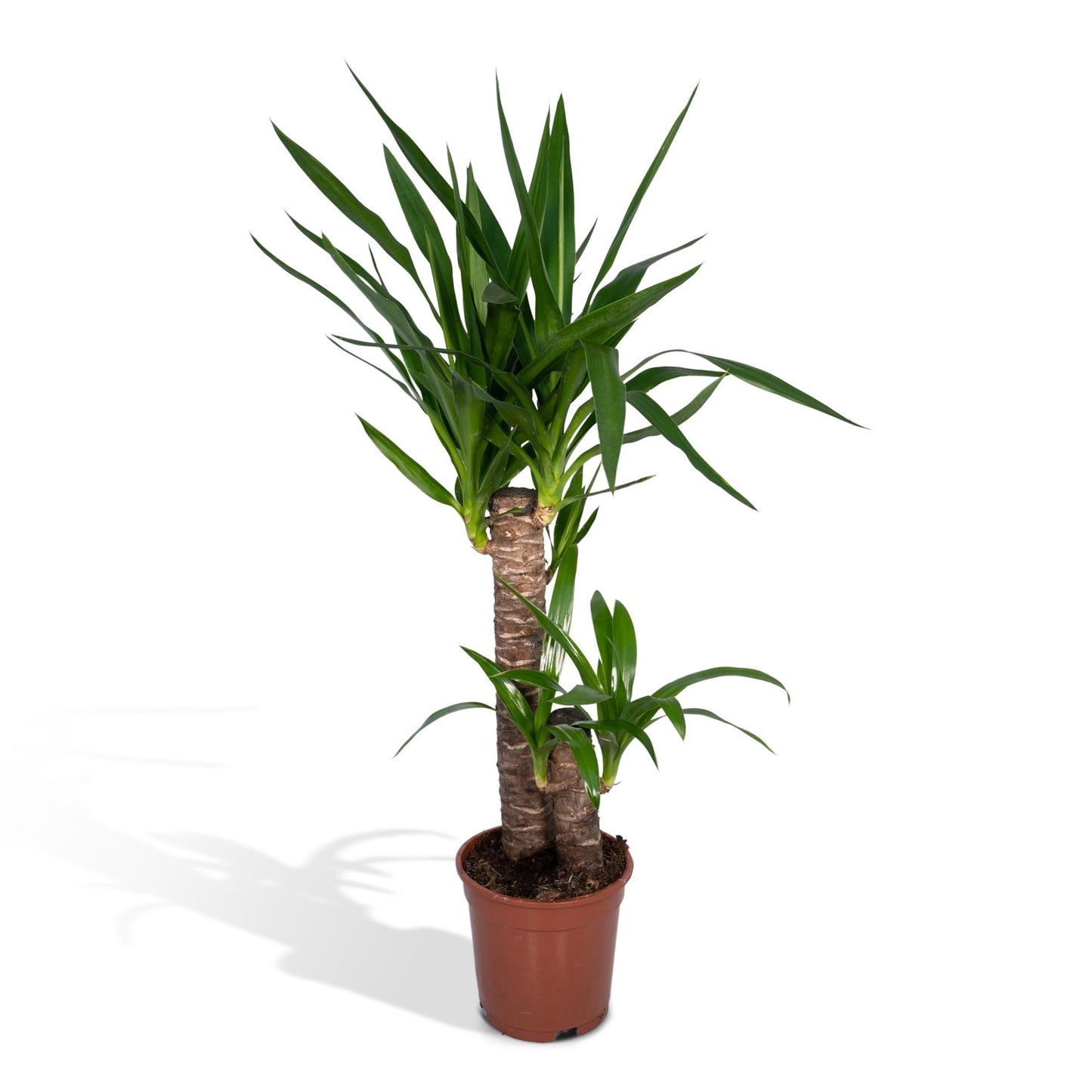 Yucca Elephantipes 85cm Ø17cm – Sonnenliebende Zimmerpflanze | Pflanzfix24.de - Pflanzfix24.de
