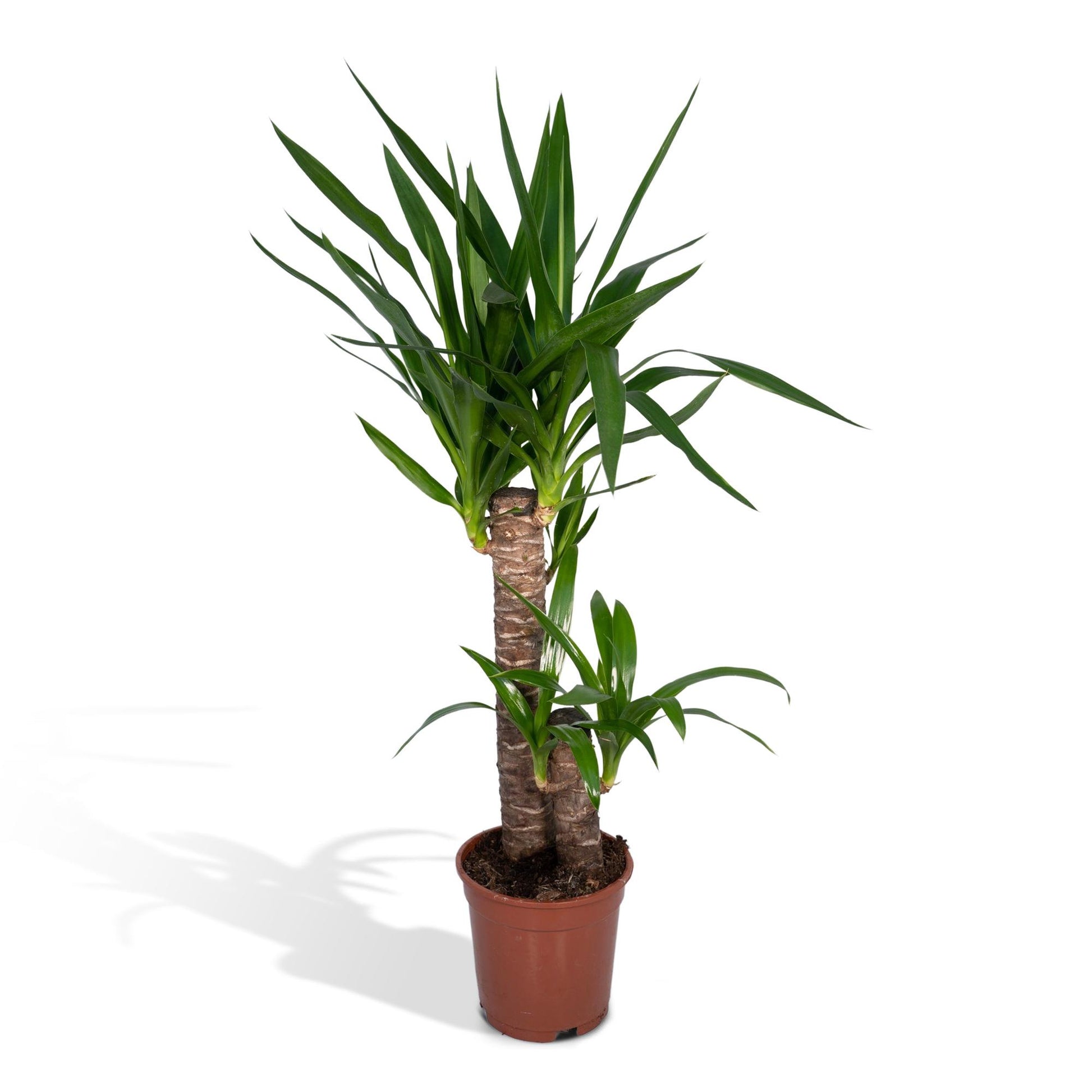 Yucca Elephantipes 85cm Ø17cm – Sonnenliebende Zimmerpflanze | Pflanzfix24.de - Pflanzfix24.de
