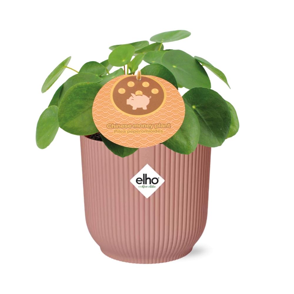Pilea Peperomioides 12cm in ELHO Vibes Fold 14cm roze – Pflanzfix24