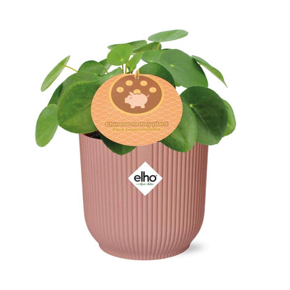 Pilea Peperomioides 12cm in ELHO Vibes Fold 14cm roze – Pflanzfix24