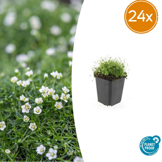 24x Sagina subulata - Irisches Moos - Bodendecker - Pflanzfix24