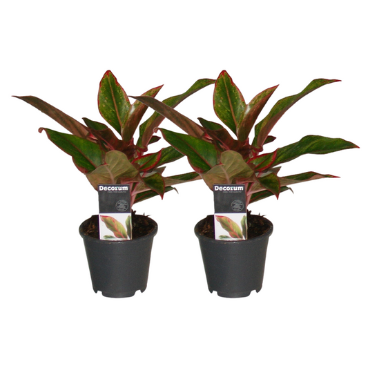 Aglaonema Crete - 2 Stücke - ø12 - ↕30cm - Pflanzfix24