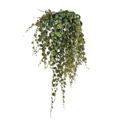 Peperomia Prostrata - Ø11cm - ↕20cm - Pflanzfix24