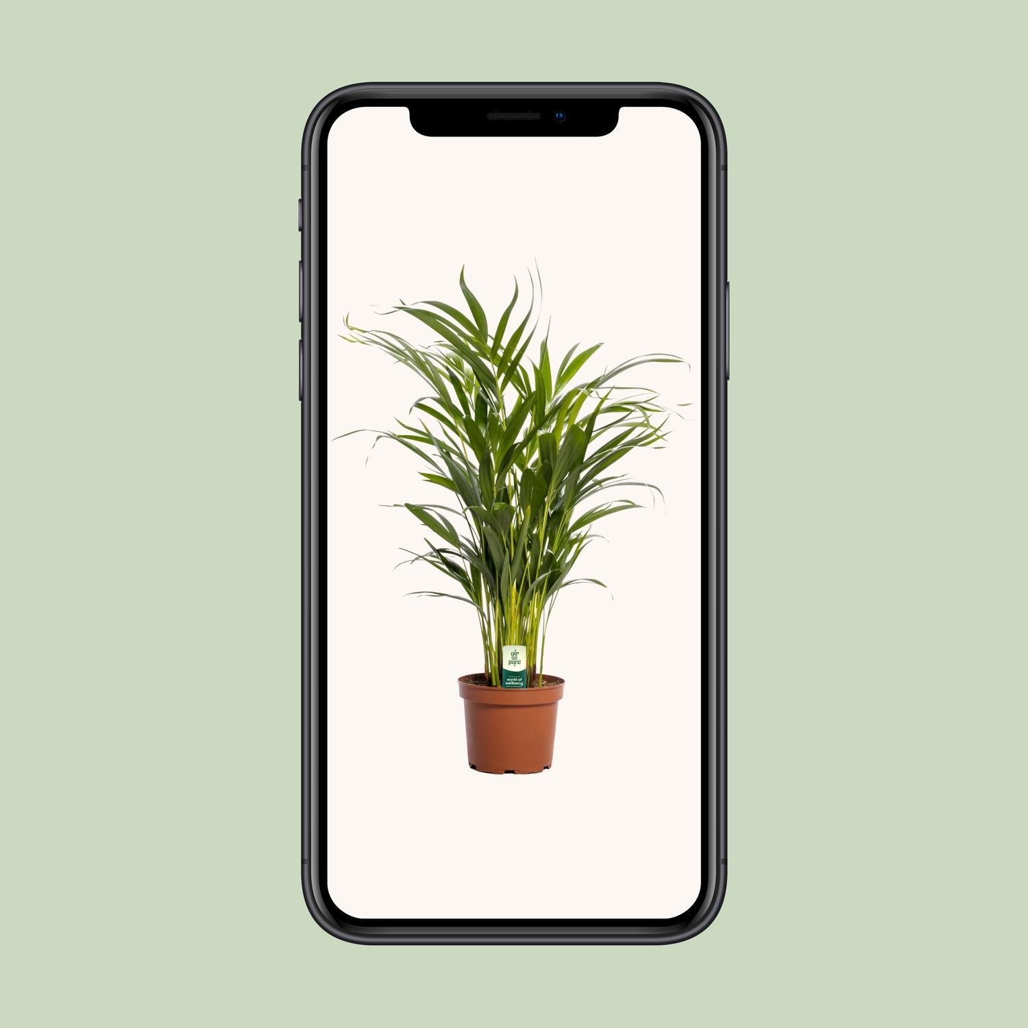 Dypsis Lutescens - Ø17cm - ↕65cm bei Pflanzfix24.de - Pflanzfix24.de