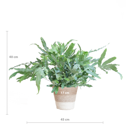 Phlebodium Aureum 'Blue Star' mit Korb Lissabon weiß - 40cm - Ø17 - Pflanzfix24