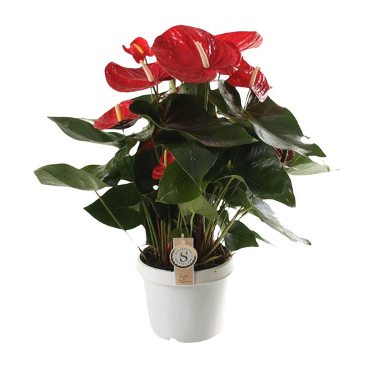 Anthurium Red Champion - Ø21cm - Pflanzfix24