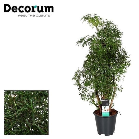 Polyscias Hawaiiana Ming - Ø17cm - ↕65cm bei Pflanzfix24