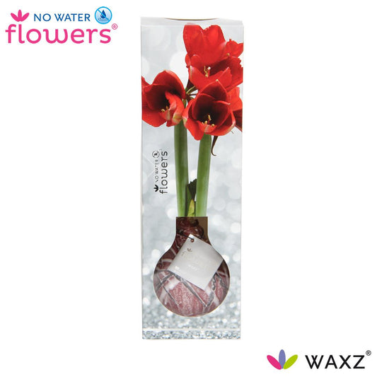 Pflanzfix24 No Water Flowers Waxz® Luxury Box Art Bordeaux - ↕15cm