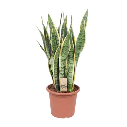 Sansevieria Trifasciata Laurentii - Ø25cm - ↕85cm - Pflanzfix24