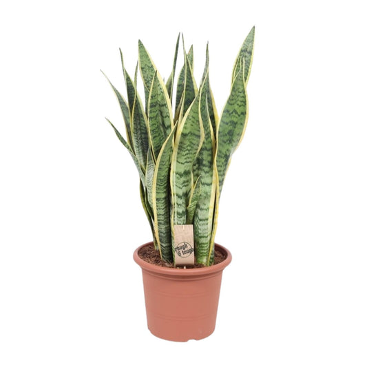 Sansevieria Trifasciata Laurentii - Ø25cm - ↕85cm - Pflanzfix24