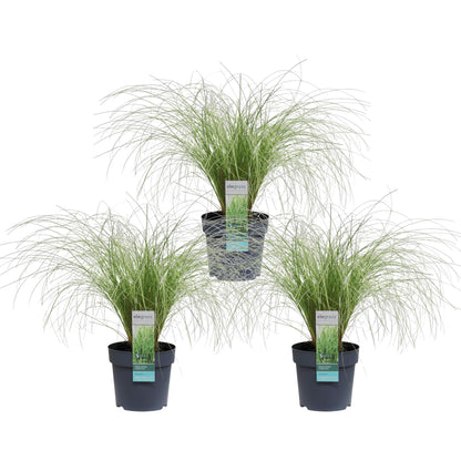 3x Carex comans 'Frosted Curls' - ↨30cm - Ø14 - Pflanzfix24