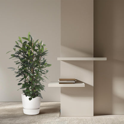 Ficus Cyathistipula struik - 180 cm - ø34 - Pflanzfix24