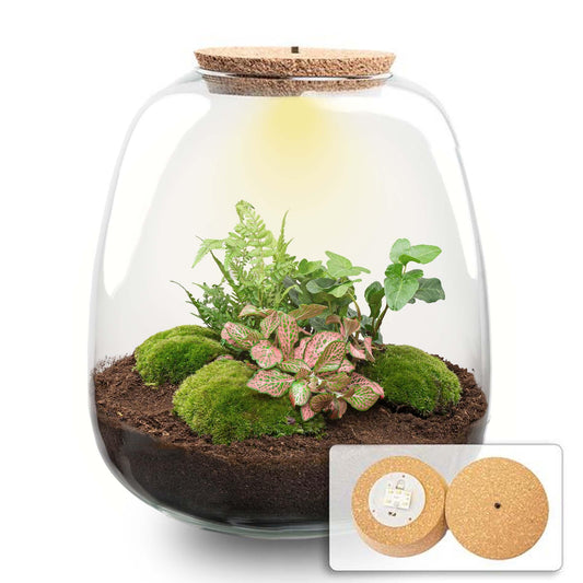 Plant Terrarium Emma DIY Kit Ø 23 cm – Hedera Pink + LED | Pflanzfix24.de - Pflanzfix24.de