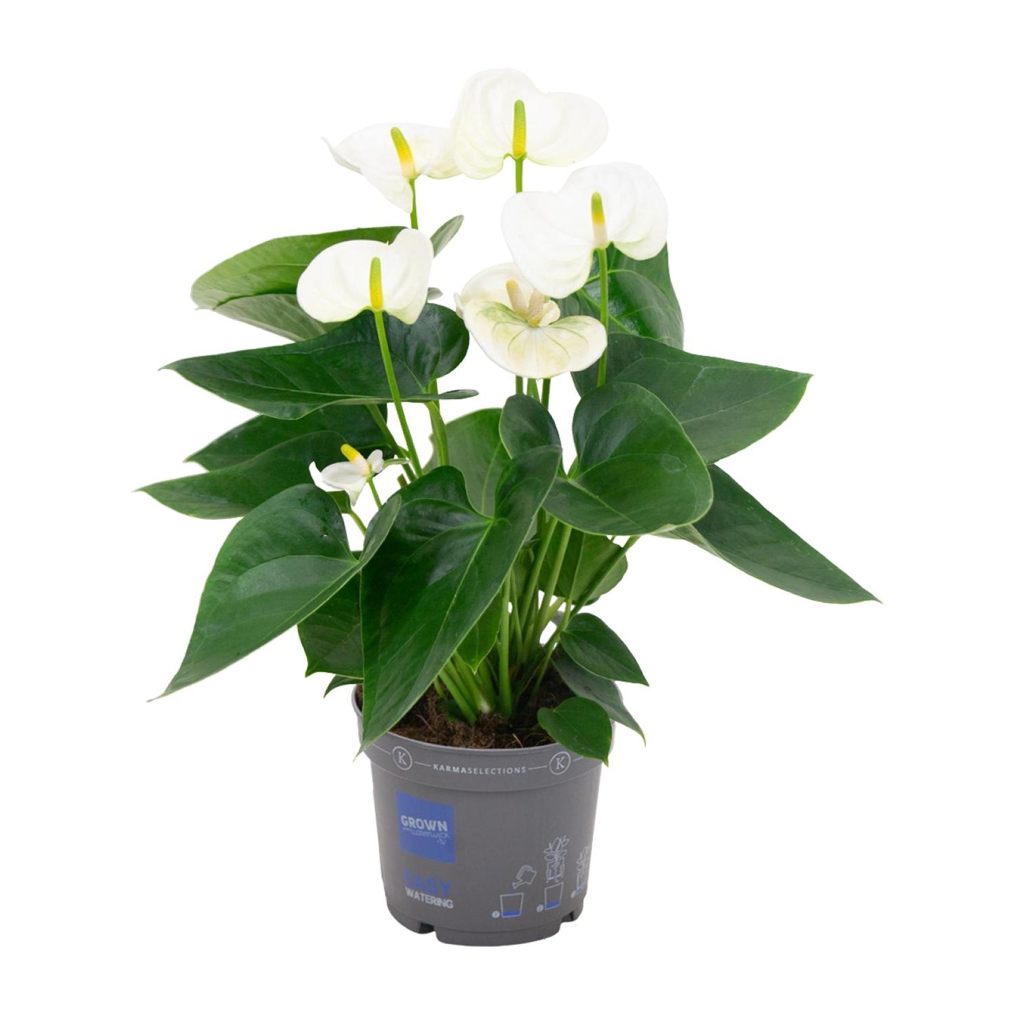 Anthurium White - Ø12cm - ↕43cm - pflanzfix24