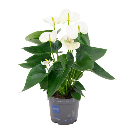 Anthurium White - Ø12cm - ↕43cm - pflanzfix24