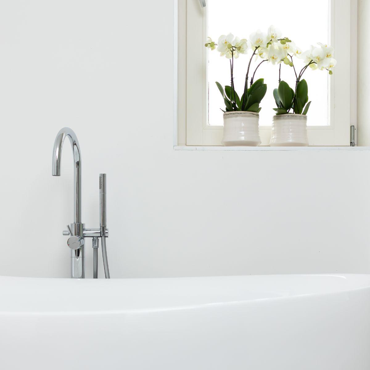 Phalaenopsis Orchidee Weiß Ø12cm – Pflanzfix24.de - Pflanzfix24.de
