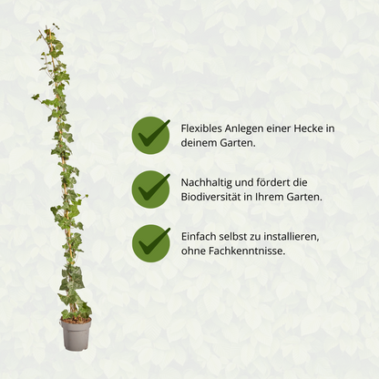 Hedera Hibernica - Efeu - gestäbt - ↨150 - 175 cm - Pflanzfix24.de - Pflanzfix24.de