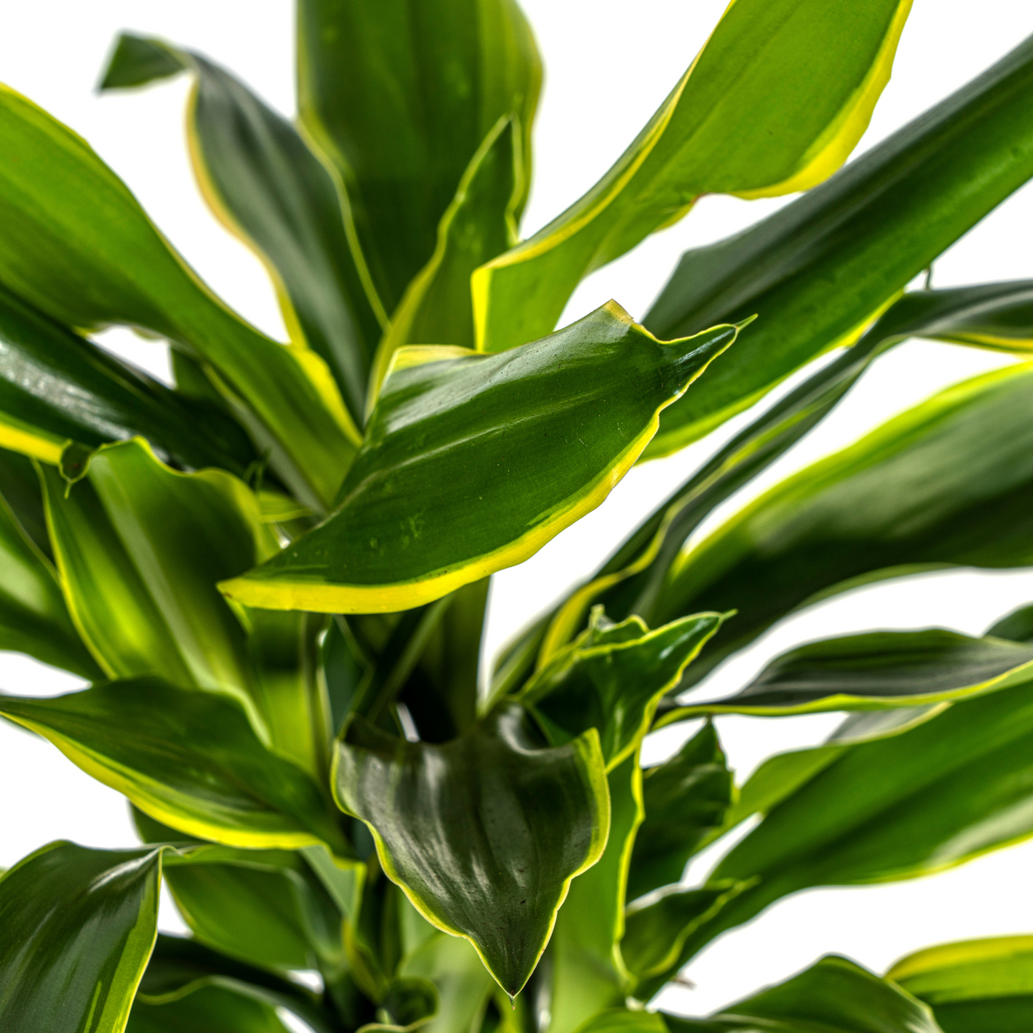 Dracaena Fragrans Golden Coast Ø21cm - Pflanzfix24