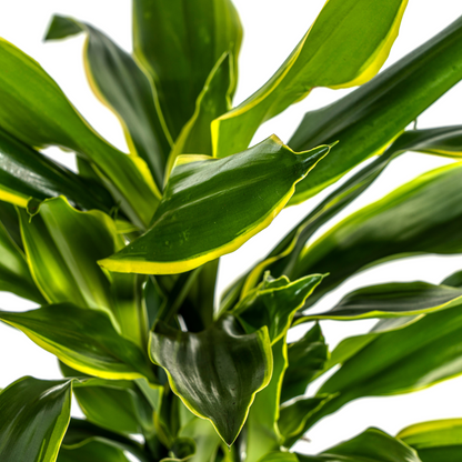 Dracaena Fragrans Golden Coast Ø21cm - Pflanzfix24