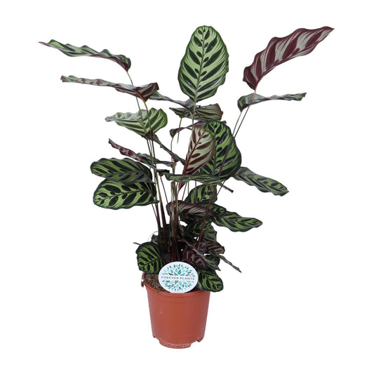Calathea Makoyana - Ø21cm - ↕70cm bei Pflanzfix24.de - Pflanzfix24.de