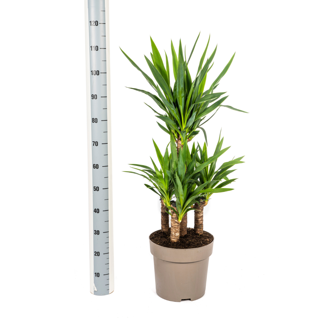 Yucca Elephantipes 90-110 cm Topf Ø30 cm – Robust & Modern | Pflanzfix24.de - Pflanzfix24.de