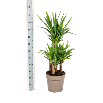 Yucca Elephantipes 90-110 cm Topf Ø30 cm – Robust & Modern | Pflanzfix24.de - Pflanzfix24.de