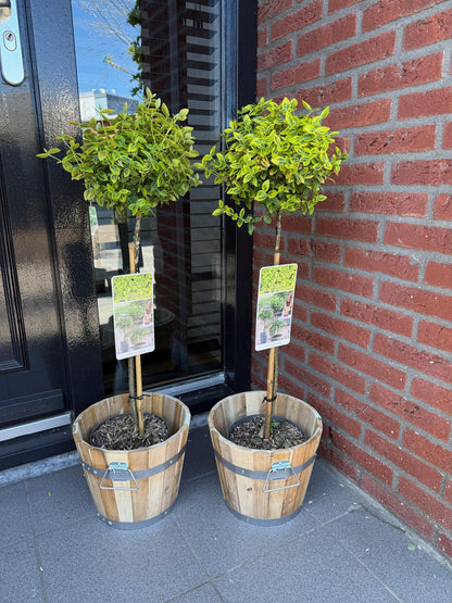 Pflanzfix24 - Euonymus Emerald 'n Gold – Stamm 90 cm, immergrün