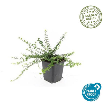 24x Euonymus fort. 'Minimus' - Pflanzfix24