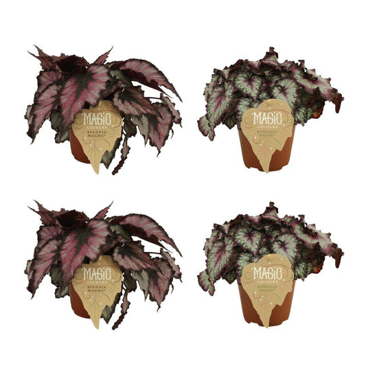 4er Set Begonia Rex Magma & Odissi - 12cm Topf - 25cm Höhe - Pflanzfix24