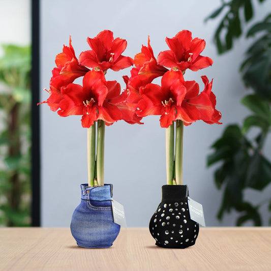 No Water Flowers® Fashionz Streetlife Mix (2 pack) + Red flower - Pflanzfix24