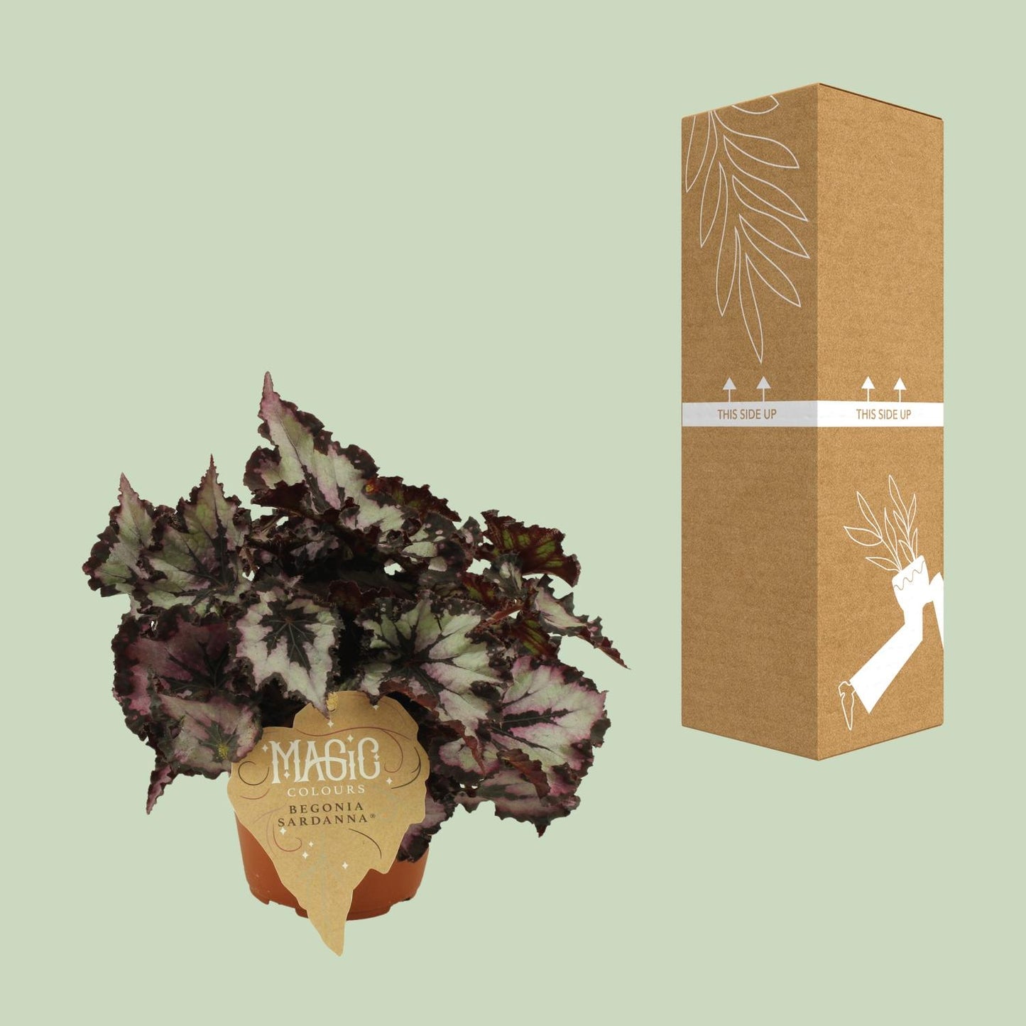 Begonia Rex Sardanna - Ø12 ↕25 von Pflanzfix24
