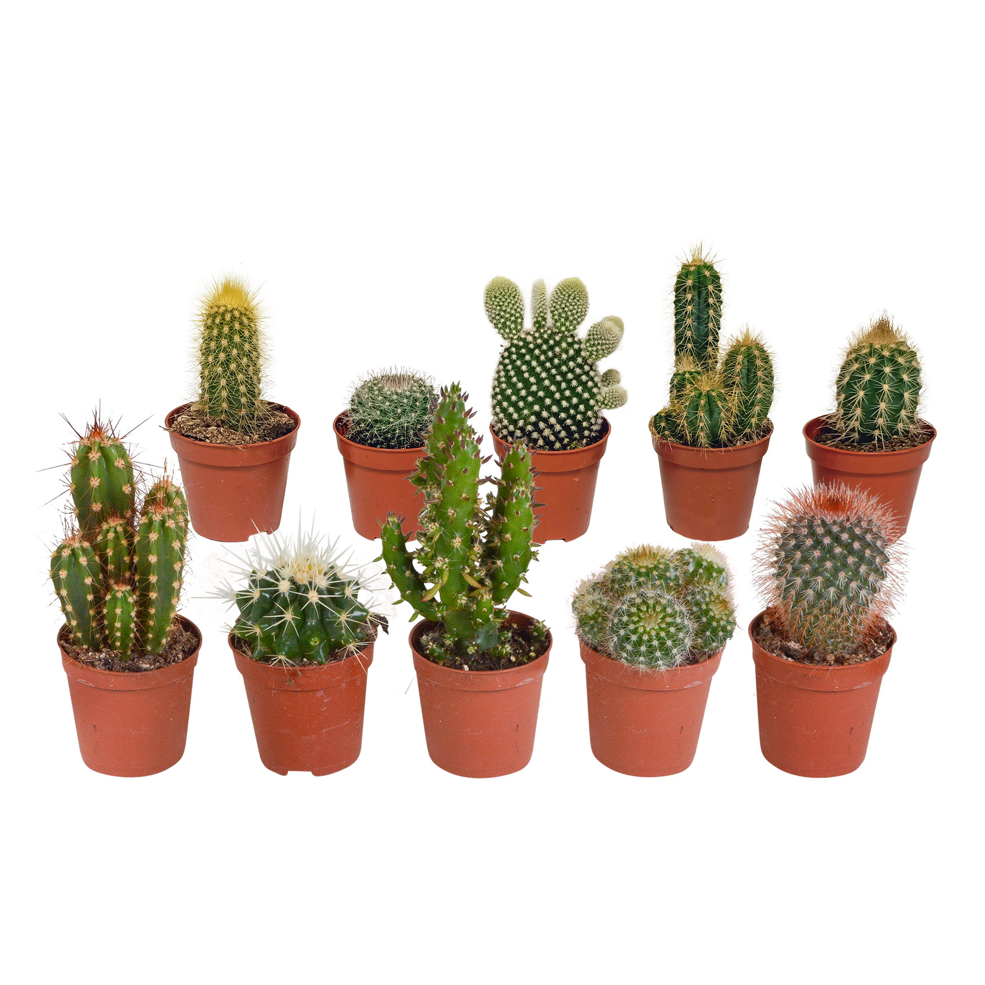 Kakteenmischung 5,5 cm - 10x - zonder pot | Pflanzfix24.de - Pflanzfix24.de