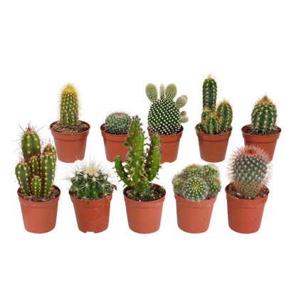 Kakteenmischung 5,5 cm - 10x - zonder pot | Pflanzfix24.de - Pflanzfix24.de