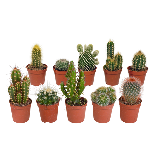 Kakteenmischung 5,5 cm - 10x - zonder pot | Pflanzfix24.de - Pflanzfix24.de