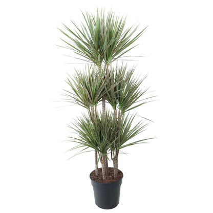Dracaena Bicolor Carrousel - 150cm - Pflanzfix24