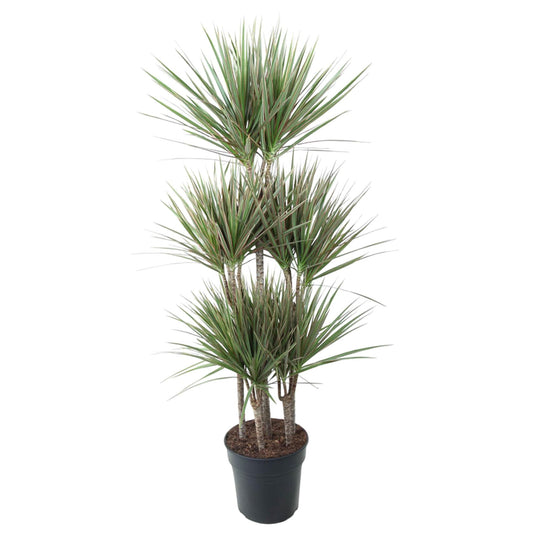 Dracaena Bicolor Carrousel - 150cm - Pflanzfix24