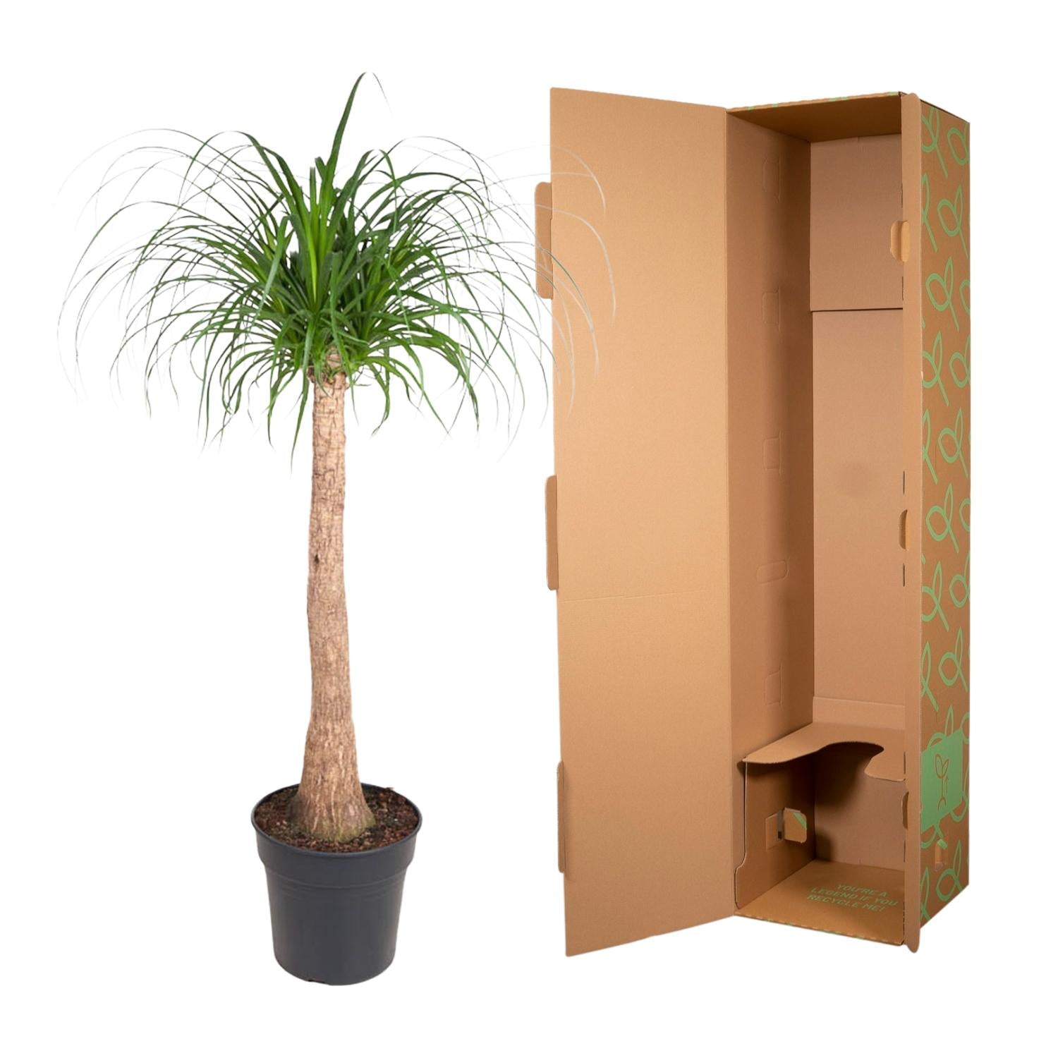 Beaucarnea stam - 120 cm - ø32 bei Pflanzfix24.de - Pflanzfix24.de