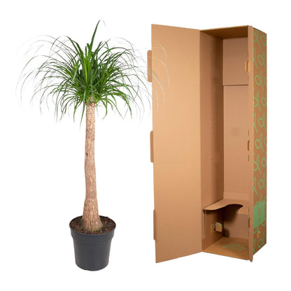 Beaucarnea stam - 120 cm - ø32 bei Pflanzfix24.de - Pflanzfix24.de
