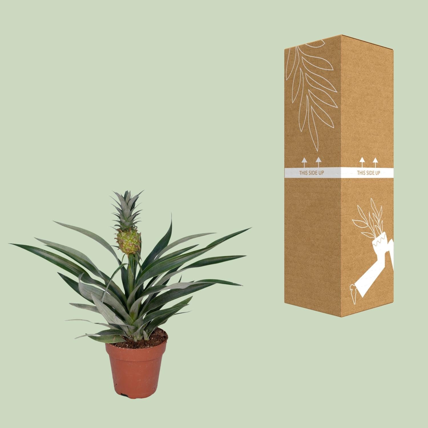 Ananas-Pflanze Bromelia - Ø12cm - ↕30cm bei Pflanzfix24.de - Pflanzfix24.de